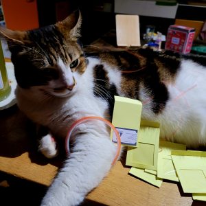 Jack, notre chat qui participa souvent à nos travaux 